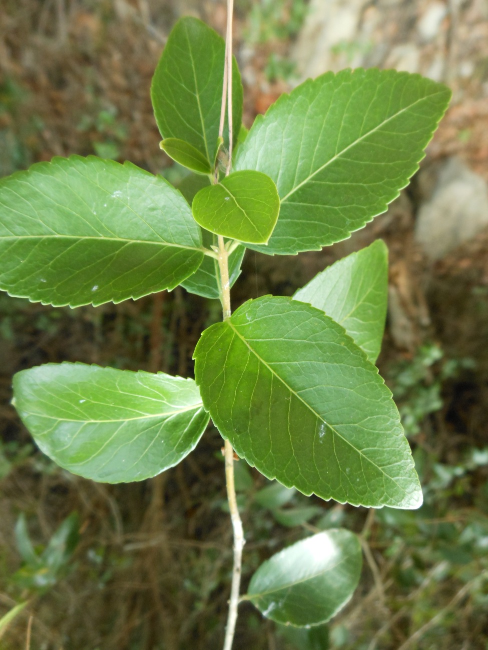 Phillyrea latifolia L. / Fillirea